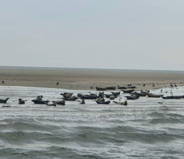 Zeehonden rustend op een zandbak in de Waddenzee