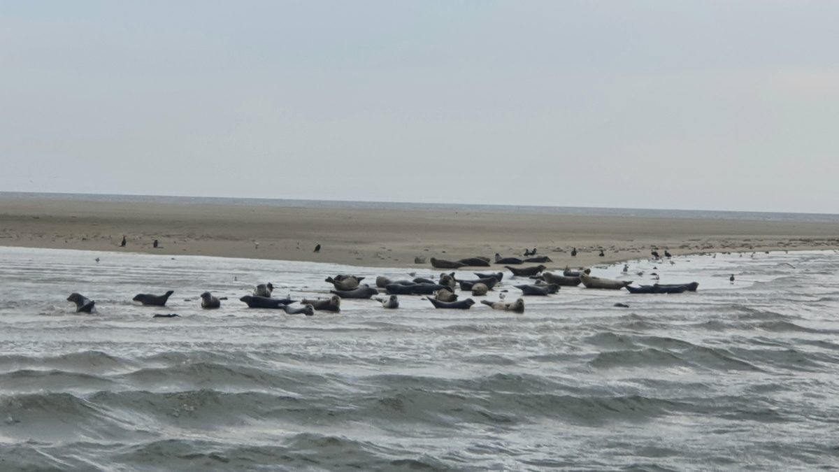 Zeehonden rustend op een zandbak in de Waddenzee