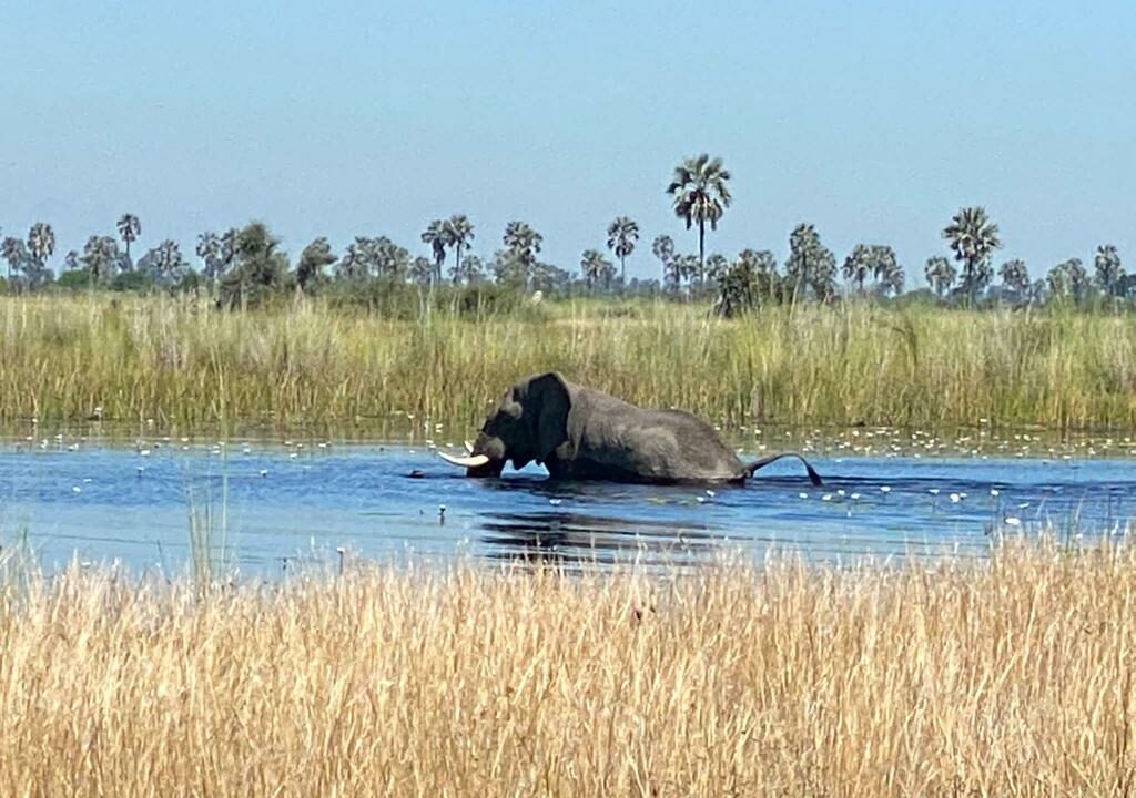 Olifant loopt door een rivier met grasland op de achtergrond