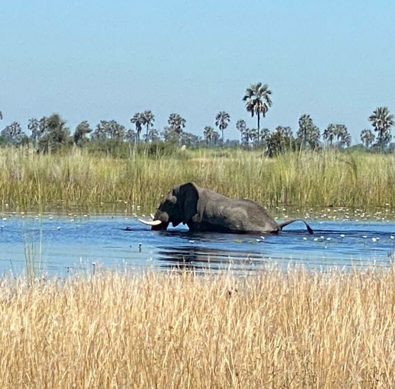 Olifant loopt door een rivier met grasland op de achtergrond