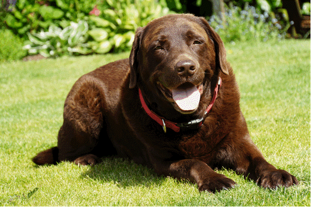 Bommel, een bruine labrador, ligt op het gras, ontspannen na een jachttraining. Tijdens deze trainingen leert de eigenaar over aandacht en leiderschap