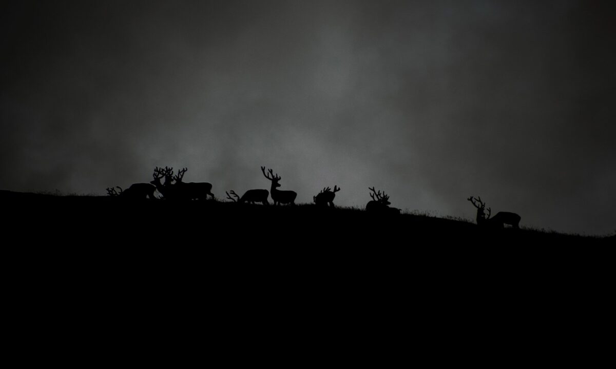 Zwart-wit silhouet van herten op een heuvel