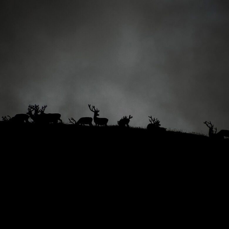 Zwart-wit silhouet van herten op een heuvel