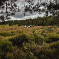 Dominique